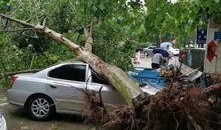 大树爆料视频大全集,揭秘视频大全集精彩瞬间